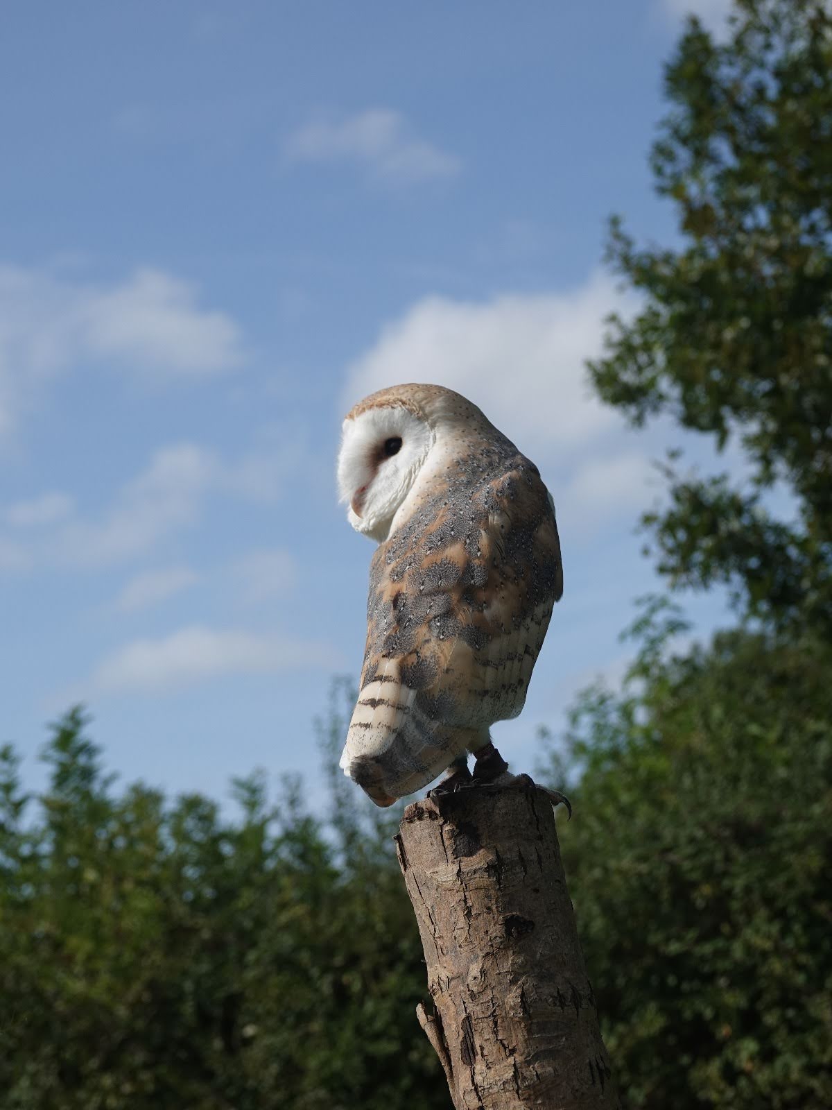 Barn Owl surveying from a post