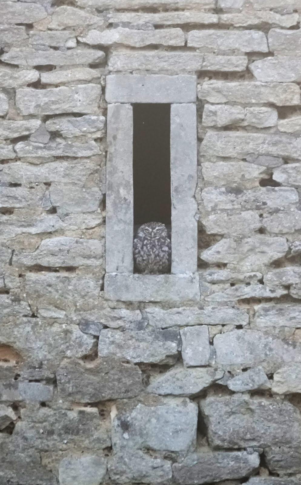 Little Owl in stone barn window