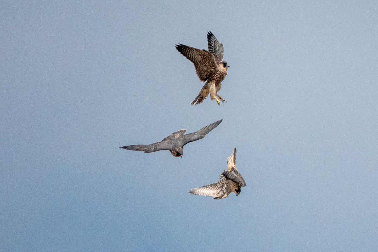 Three Peregrine Falcon fledglings practising flying skills