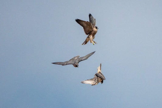 Three Peregrine Falcon fledglings practising flying skills