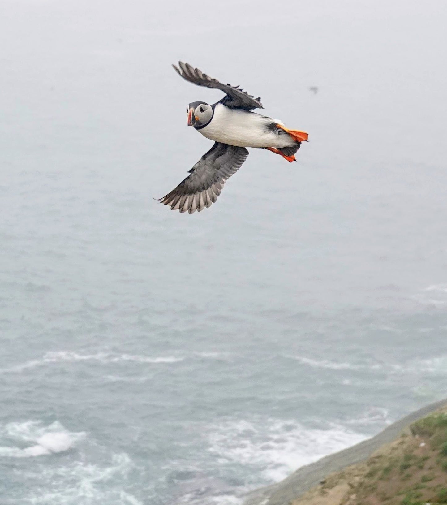 Skomer Puffin