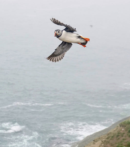 Skomer Puffin